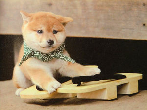 秋田犬と柴犬を交互に貼ろう！