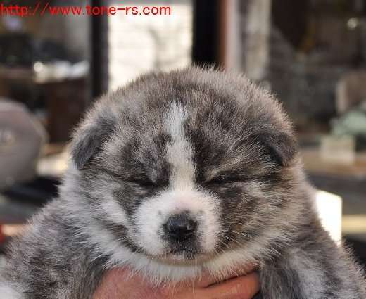 秋田犬と柴犬を交互に貼ろう！