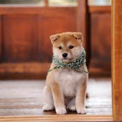 秋田犬と柴犬を交互に貼ろう！