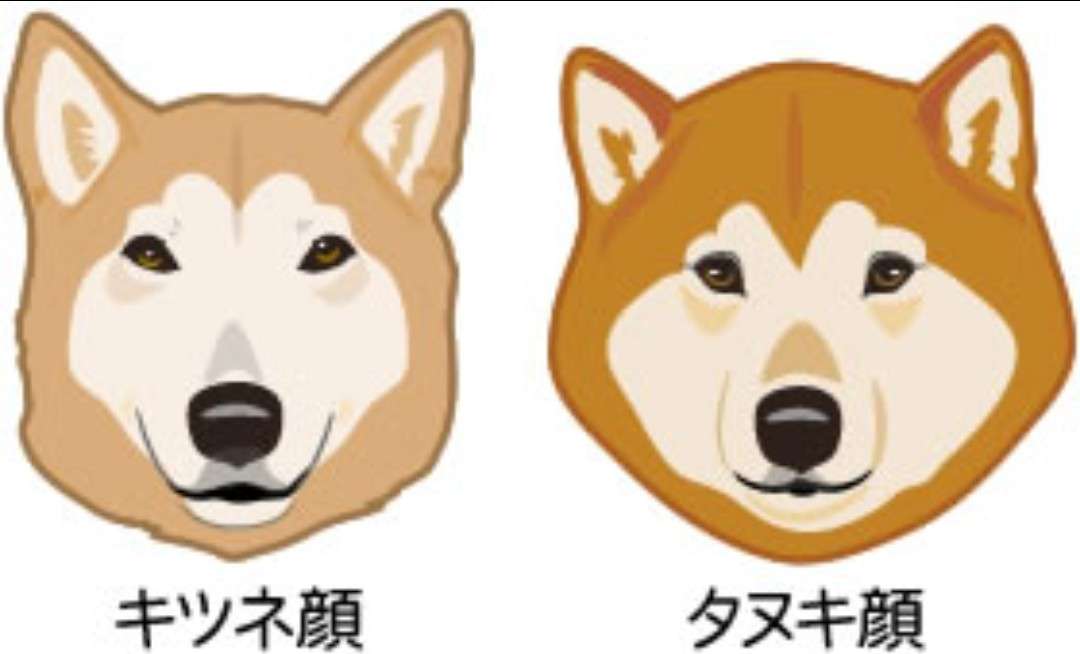 秋田犬と柴犬を交互に貼ろう！