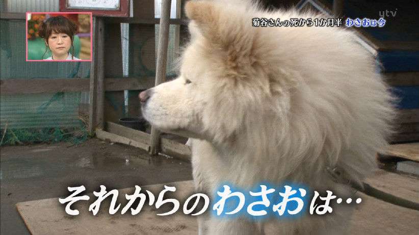 秋田犬と柴犬を交互に貼ろう！