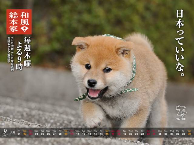 秋田犬と柴犬を交互に貼ろう！