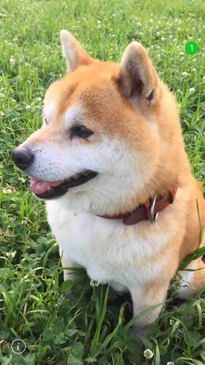 秋田犬と柴犬を交互に貼ろう！