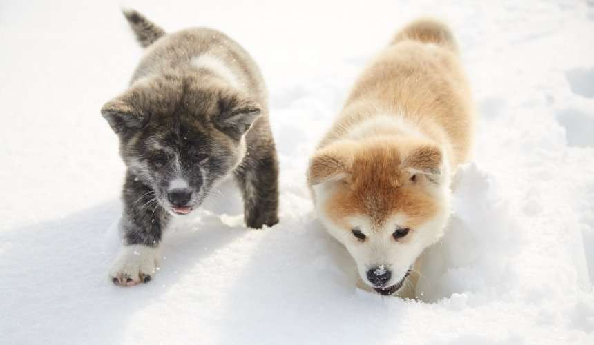 秋田犬と柴犬を交互に貼ろう！