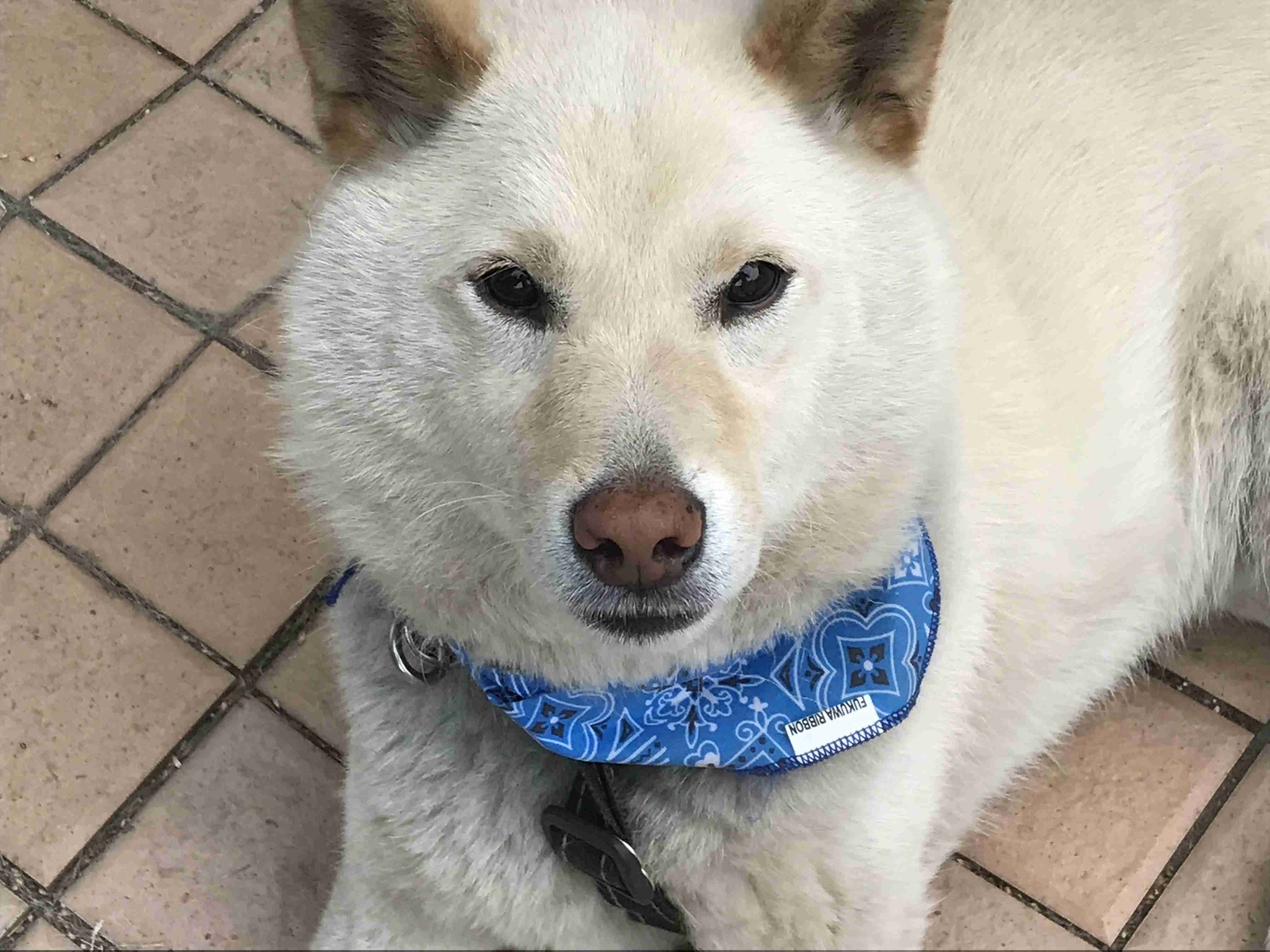 秋田犬と柴犬を交互に貼ろう！