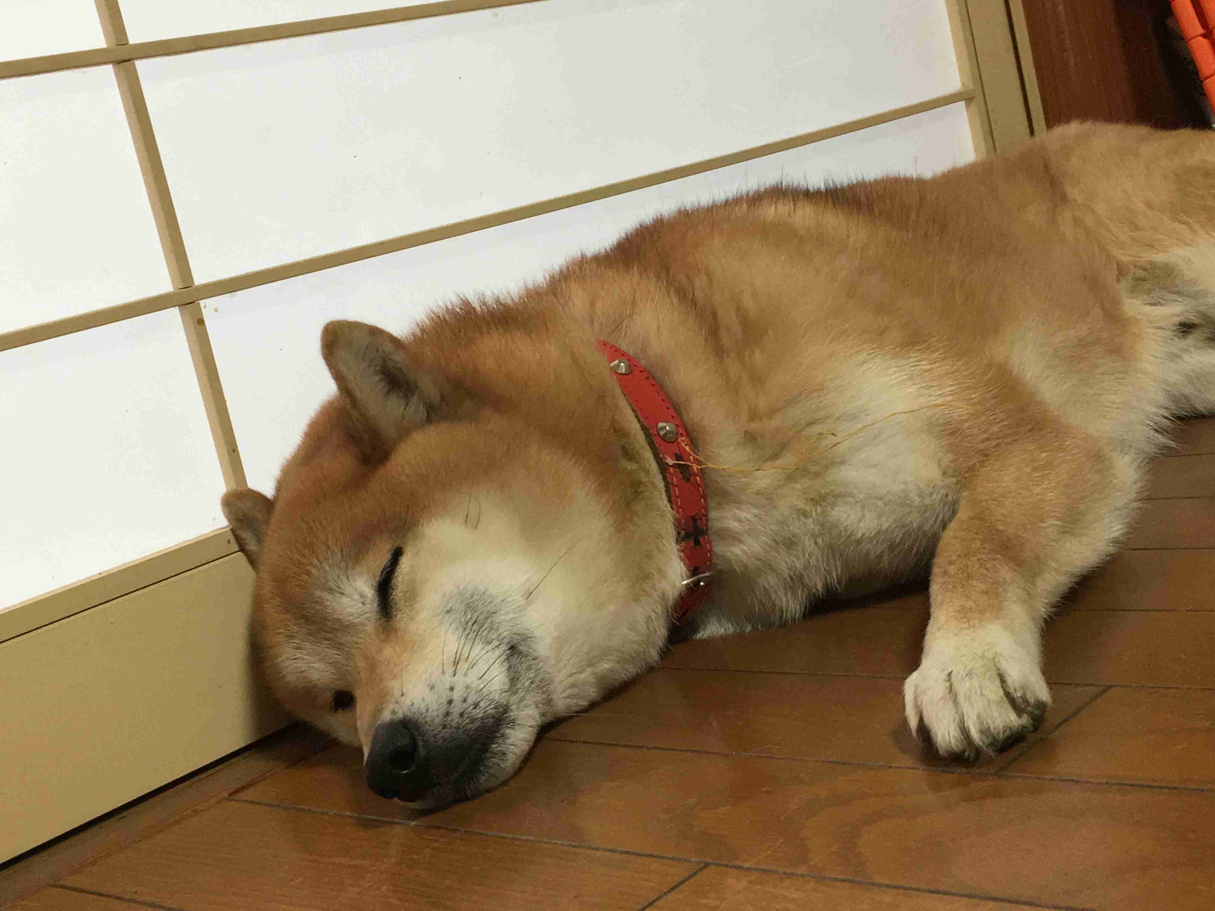 秋田犬と柴犬を交互に貼ろう！