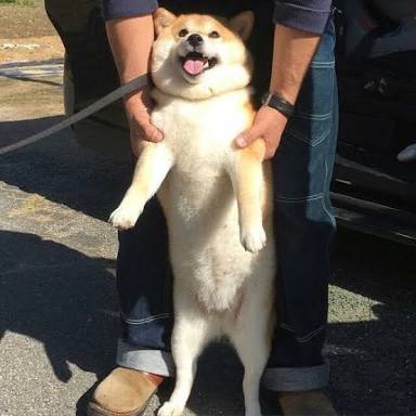 秋田犬と柴犬を交互に貼ろう！