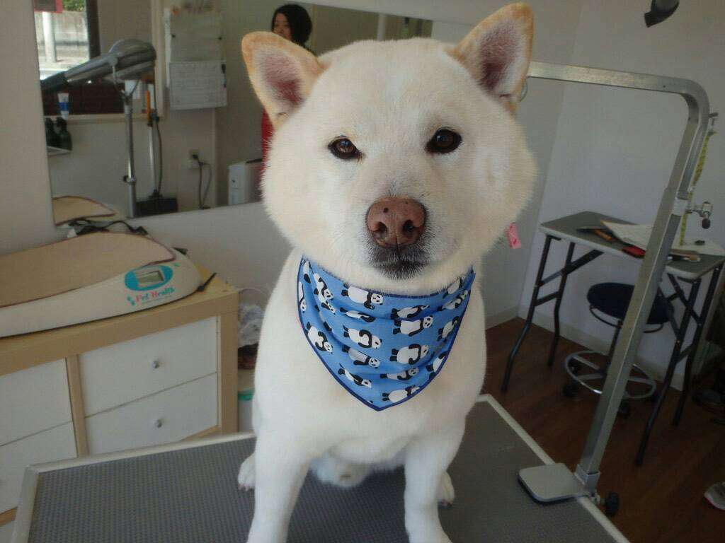 秋田犬と柴犬を交互に貼ろう！