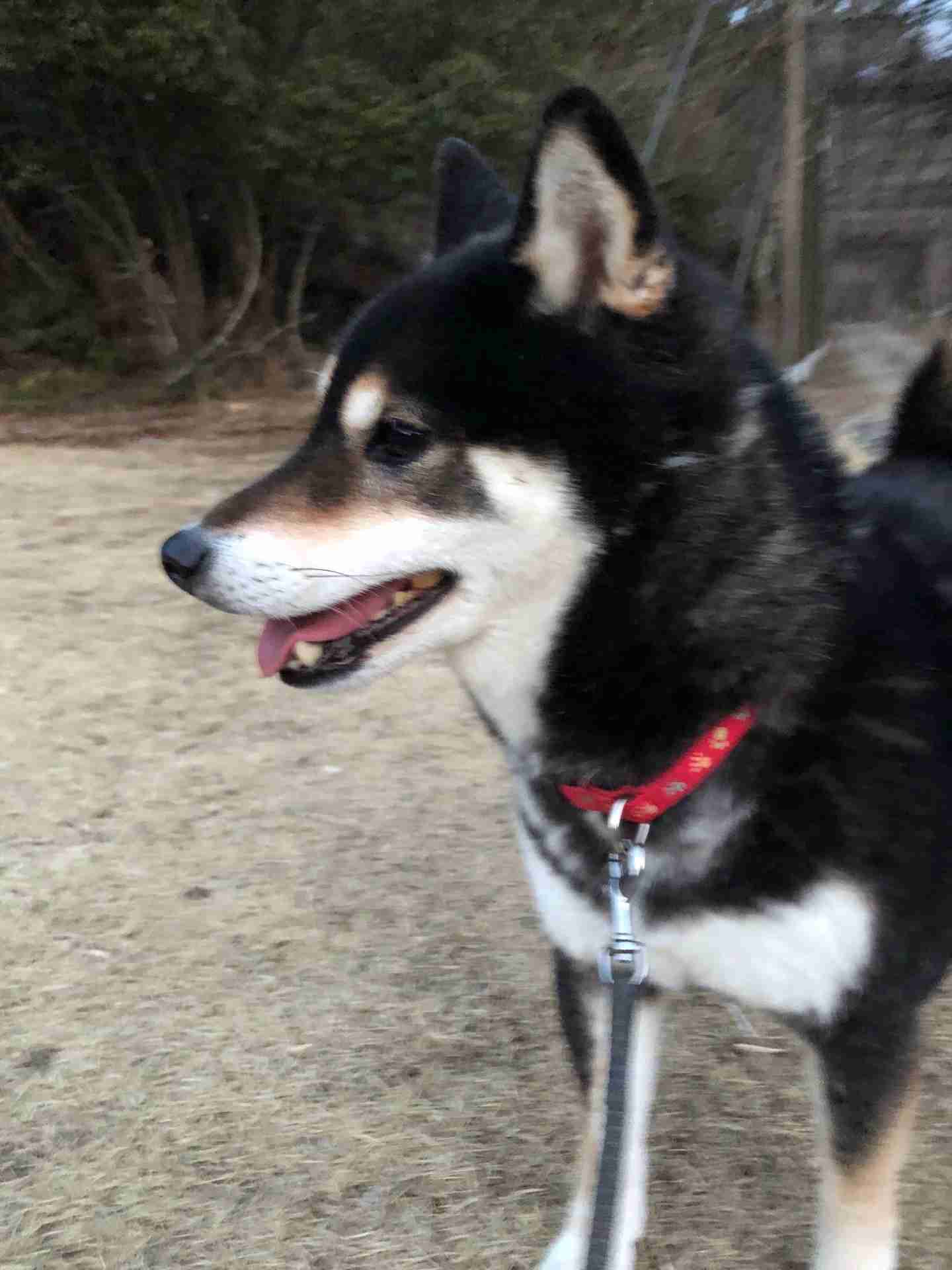 秋田犬と柴犬を交互に貼ろう！