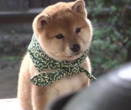 秋田犬と柴犬を交互に貼ろう！