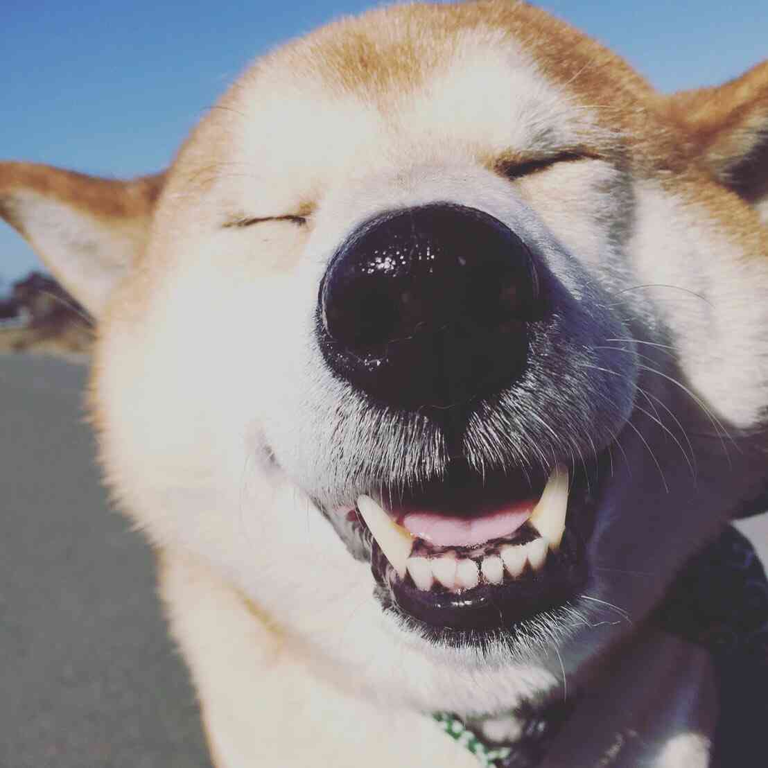 秋田犬と柴犬を交互に貼ろう！