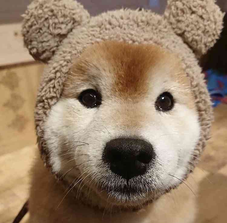 秋田犬と柴犬を交互に貼ろう！