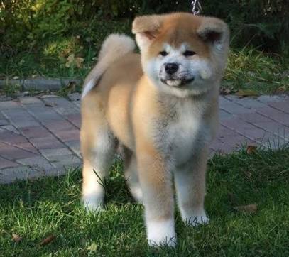 秋田犬と柴犬を交互に貼ろう！