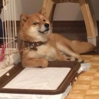 秋田犬と柴犬を交互に貼ろう！