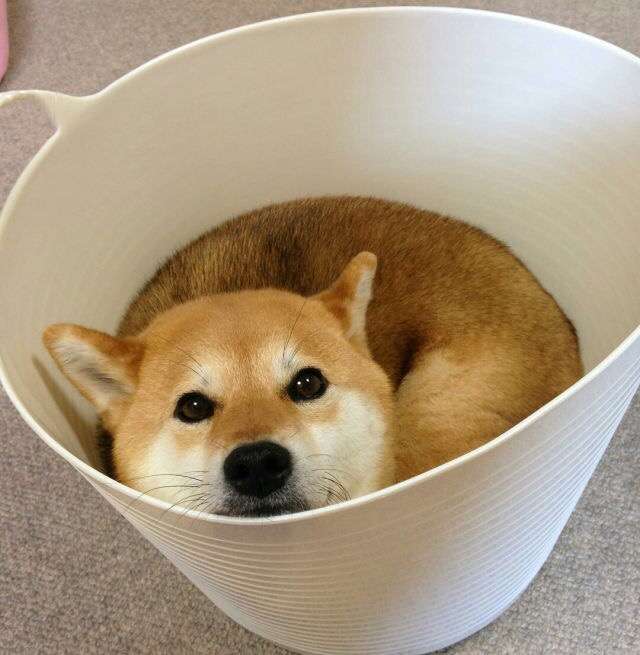 秋田犬と柴犬を交互に貼ろう！