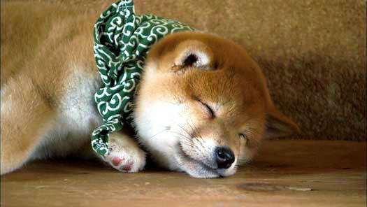 秋田犬と柴犬を交互に貼ろう！