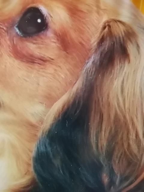 秋田犬と柴犬を交互に貼ろう！