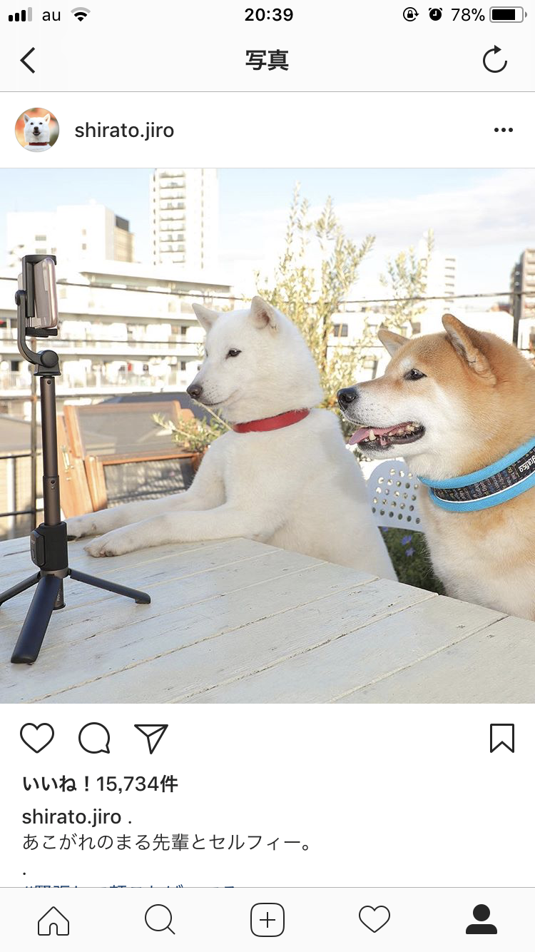 秋田犬と柴犬を交互に貼ろう！