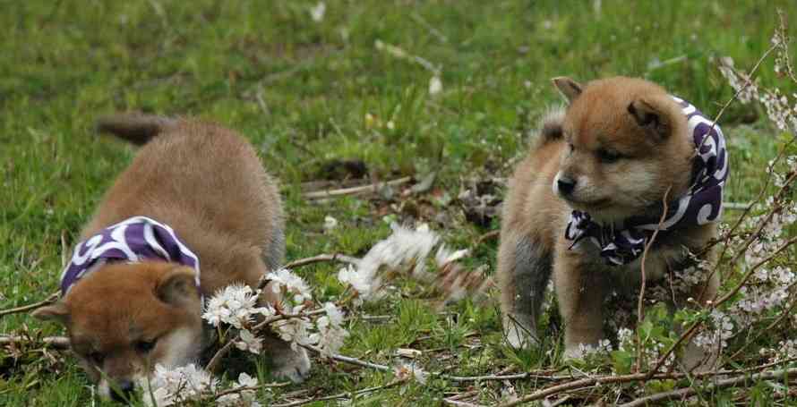 秋田犬と柴犬を交互に貼ろう！
