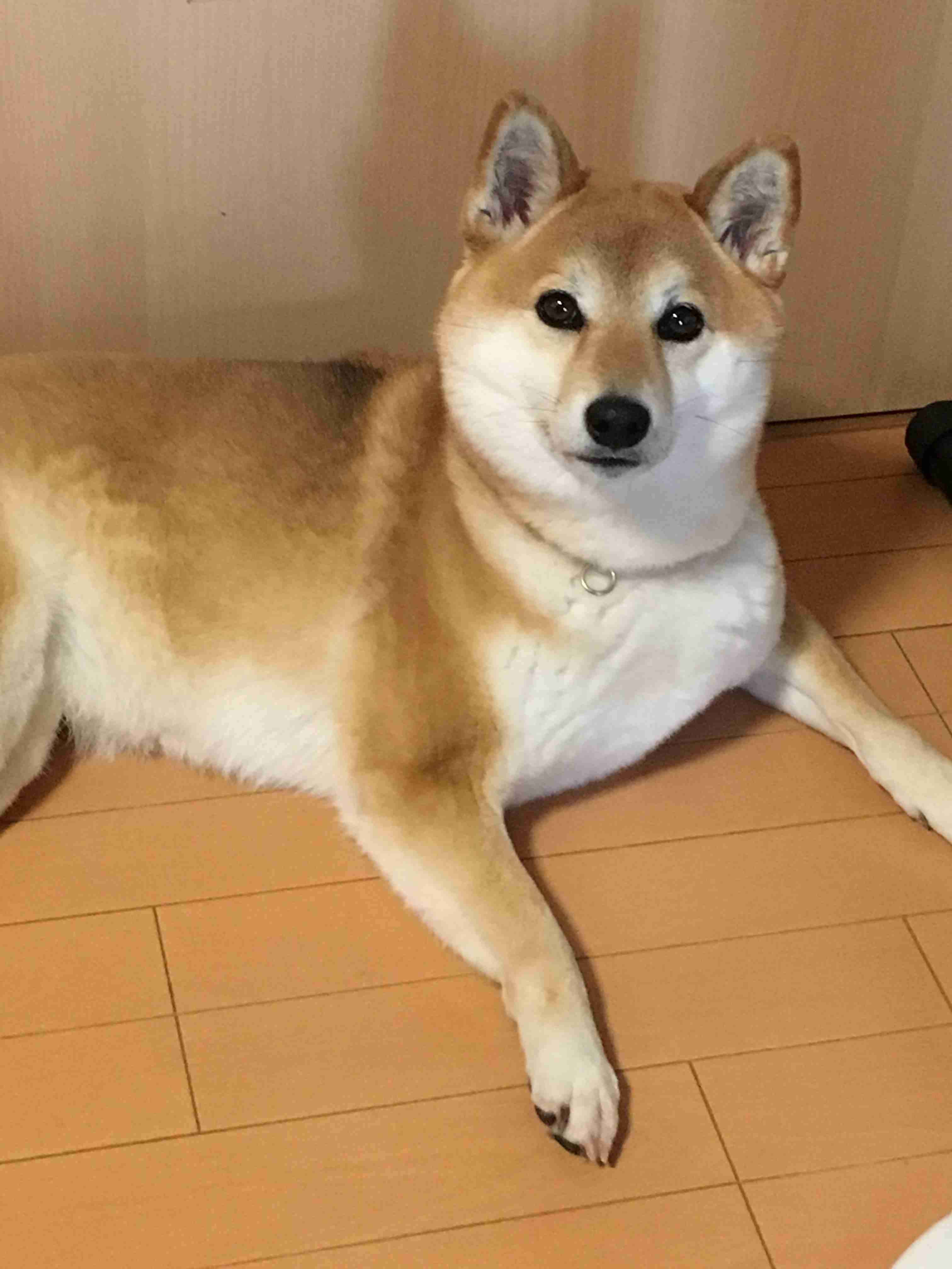 秋田犬と柴犬を交互に貼ろう！
