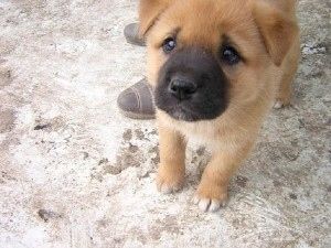 秋田犬と柴犬を交互に貼ろう！