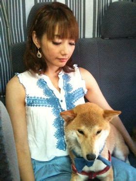 秋田犬と柴犬を交互に貼ろう！