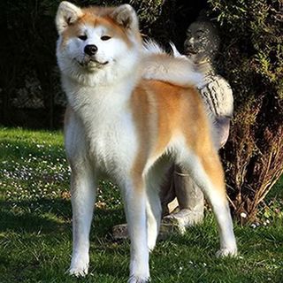 秋田犬と柴犬を交互に貼ろう！