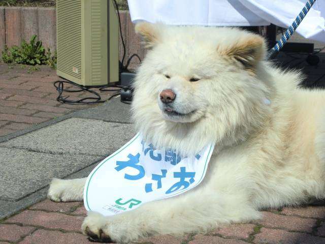 秋田犬と柴犬を交互に貼ろう！