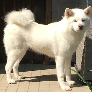 秋田犬と柴犬を交互に貼ろう！