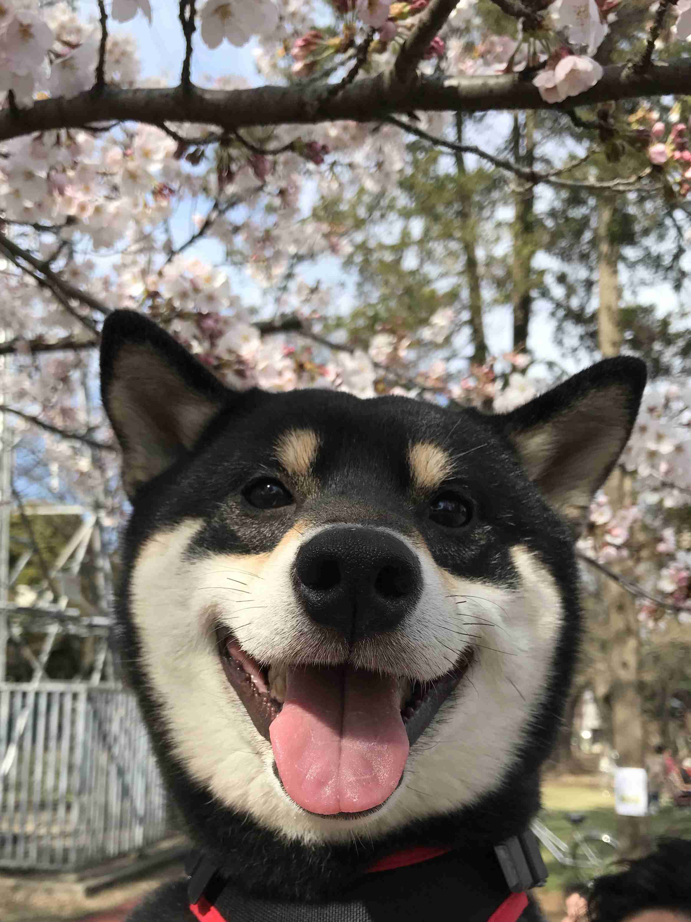 秋田犬と柴犬を交互に貼ろう！