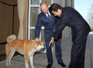 秋田犬と柴犬を交互に貼ろう！