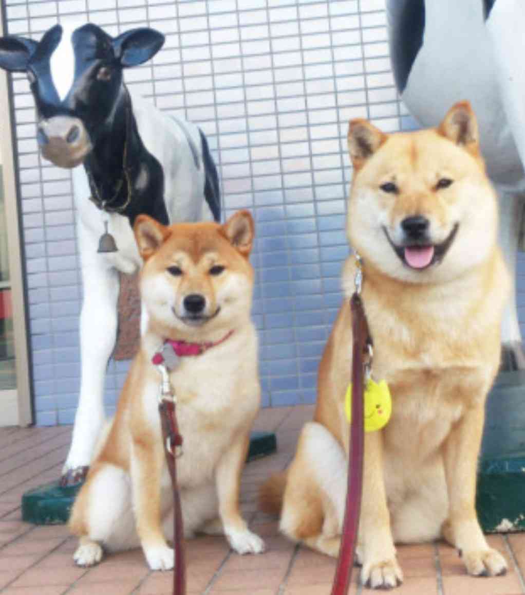 秋田犬と柴犬を交互に貼ろう！