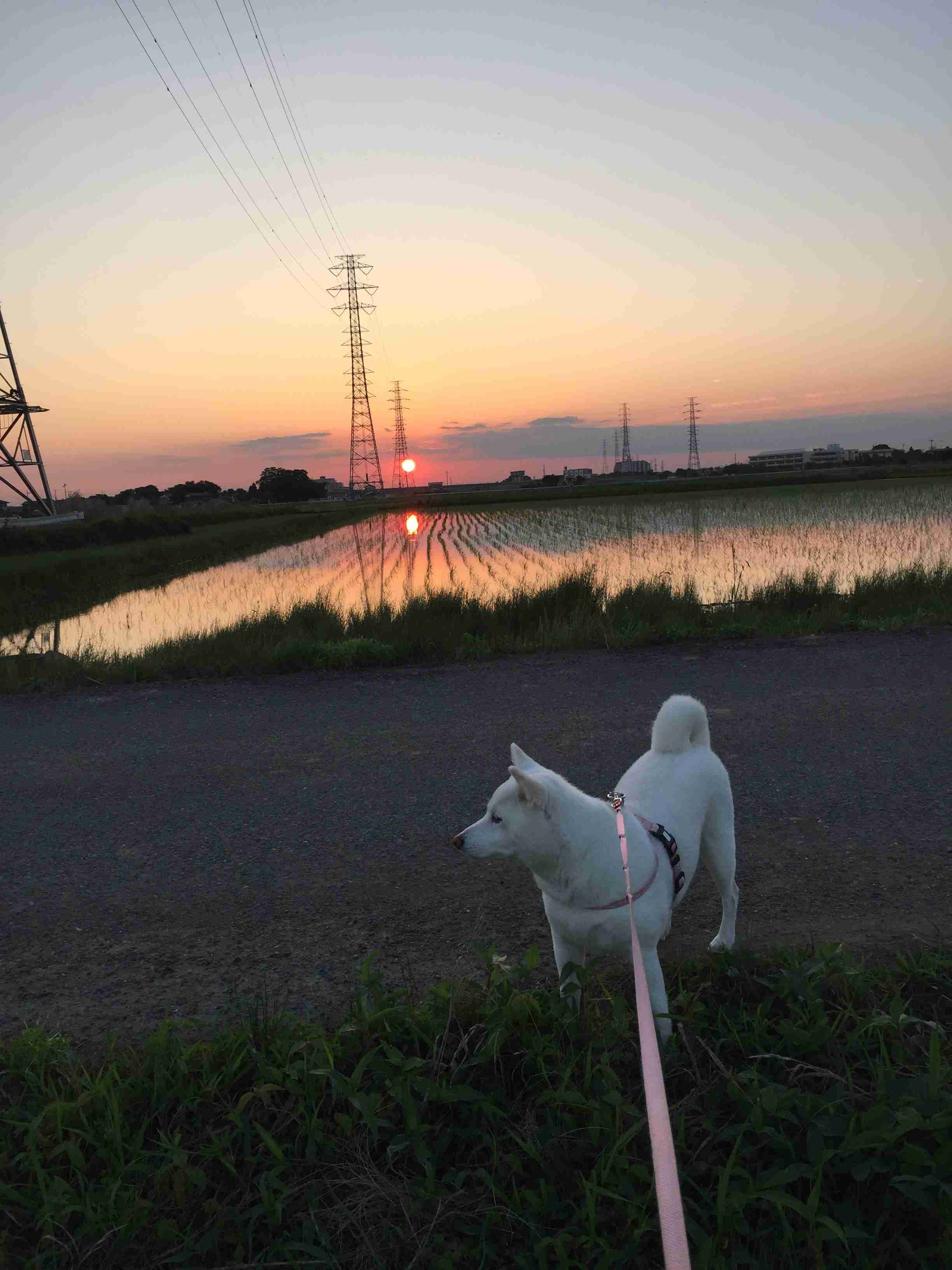 秋田犬と柴犬を交互に貼ろう！