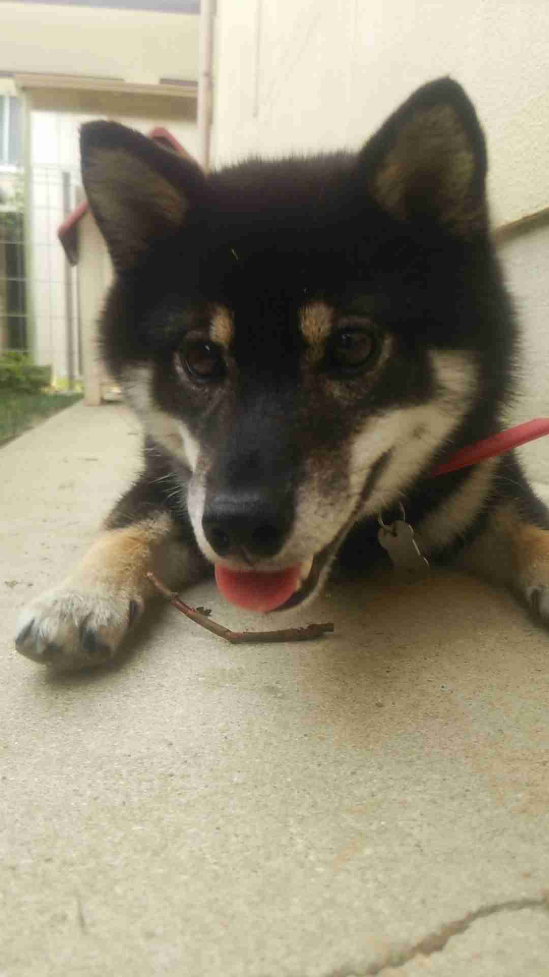 秋田犬と柴犬を交互に貼ろう！