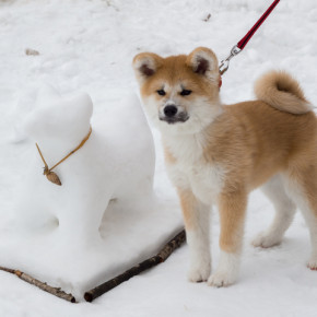 秋田犬と柴犬を交互に貼ろう！