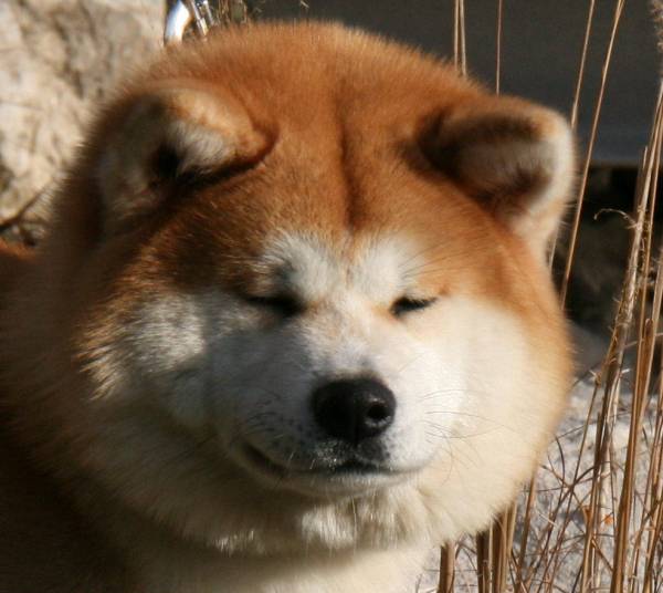 秋田犬と柴犬を交互に貼ろう！