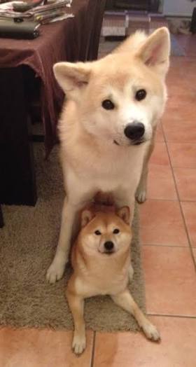 秋田犬と柴犬を交互に貼ろう！