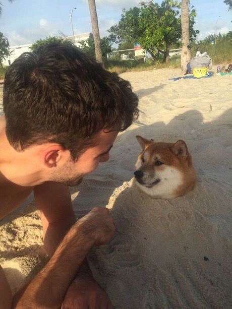 秋田犬と柴犬を交互に貼ろう！