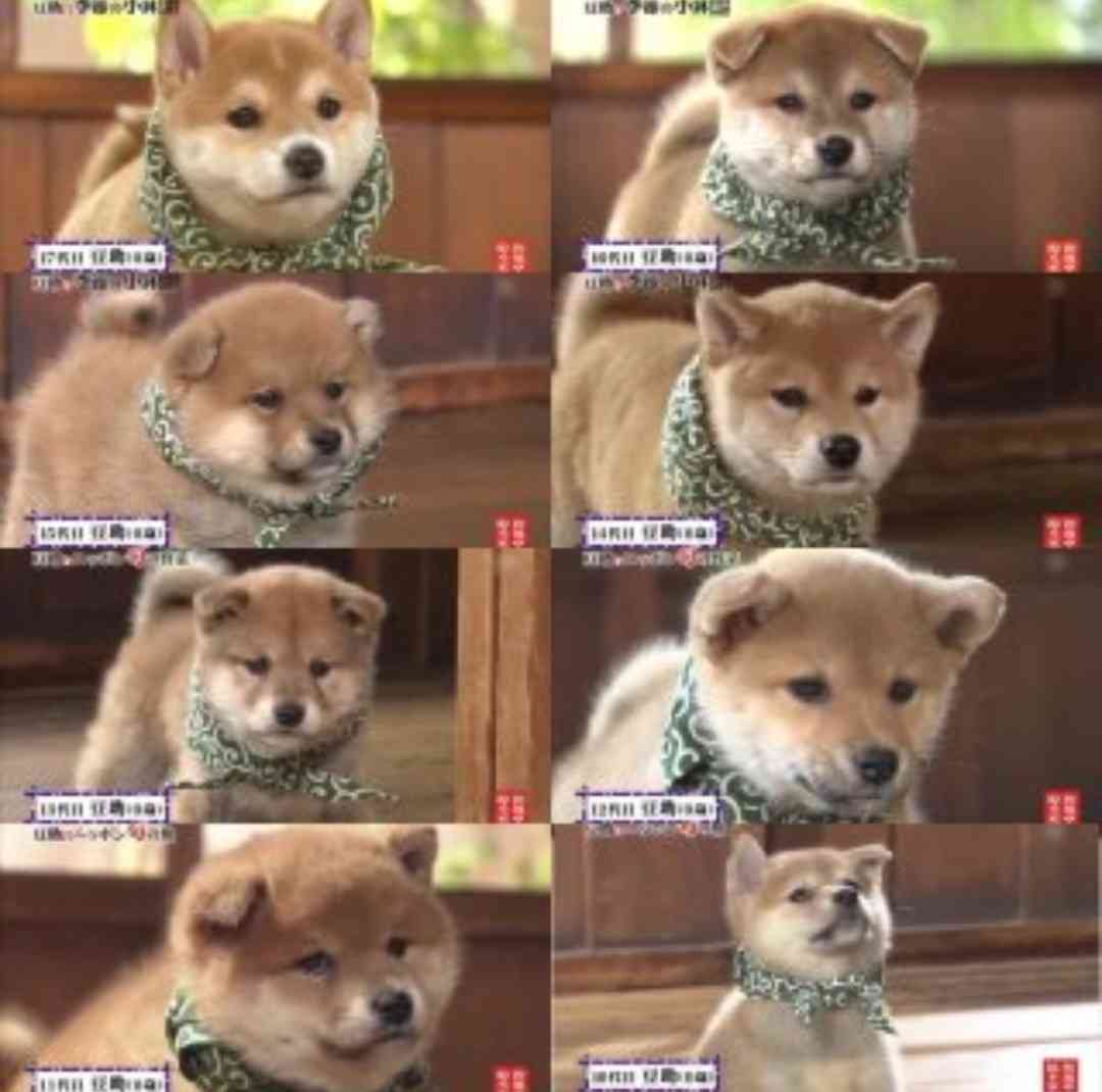 秋田犬と柴犬を交互に貼ろう！