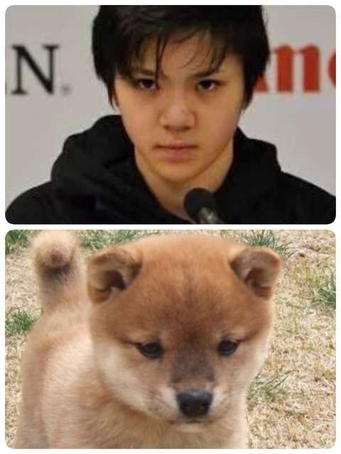 秋田犬と柴犬を交互に貼ろう！