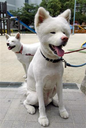 秋田犬と柴犬を交互に貼ろう！