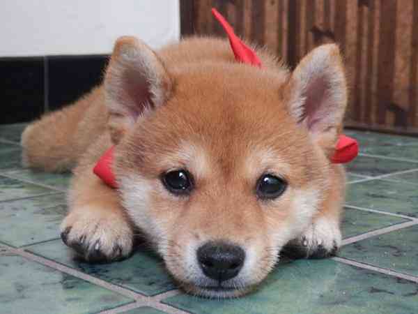 秋田犬と柴犬を交互に貼ろう！