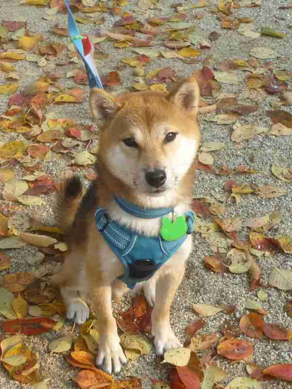 秋田犬と柴犬を交互に貼ろう！