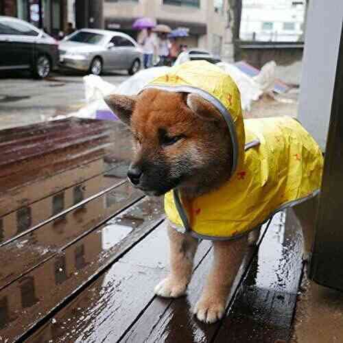 秋田犬と柴犬を交互に貼ろう！