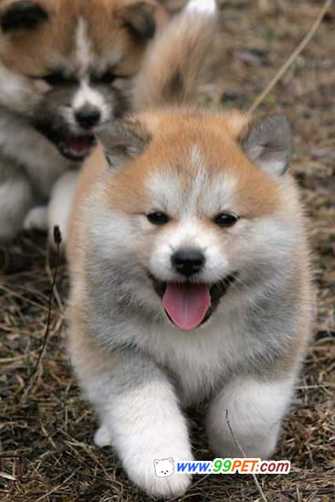 秋田犬と柴犬を交互に貼ろう！