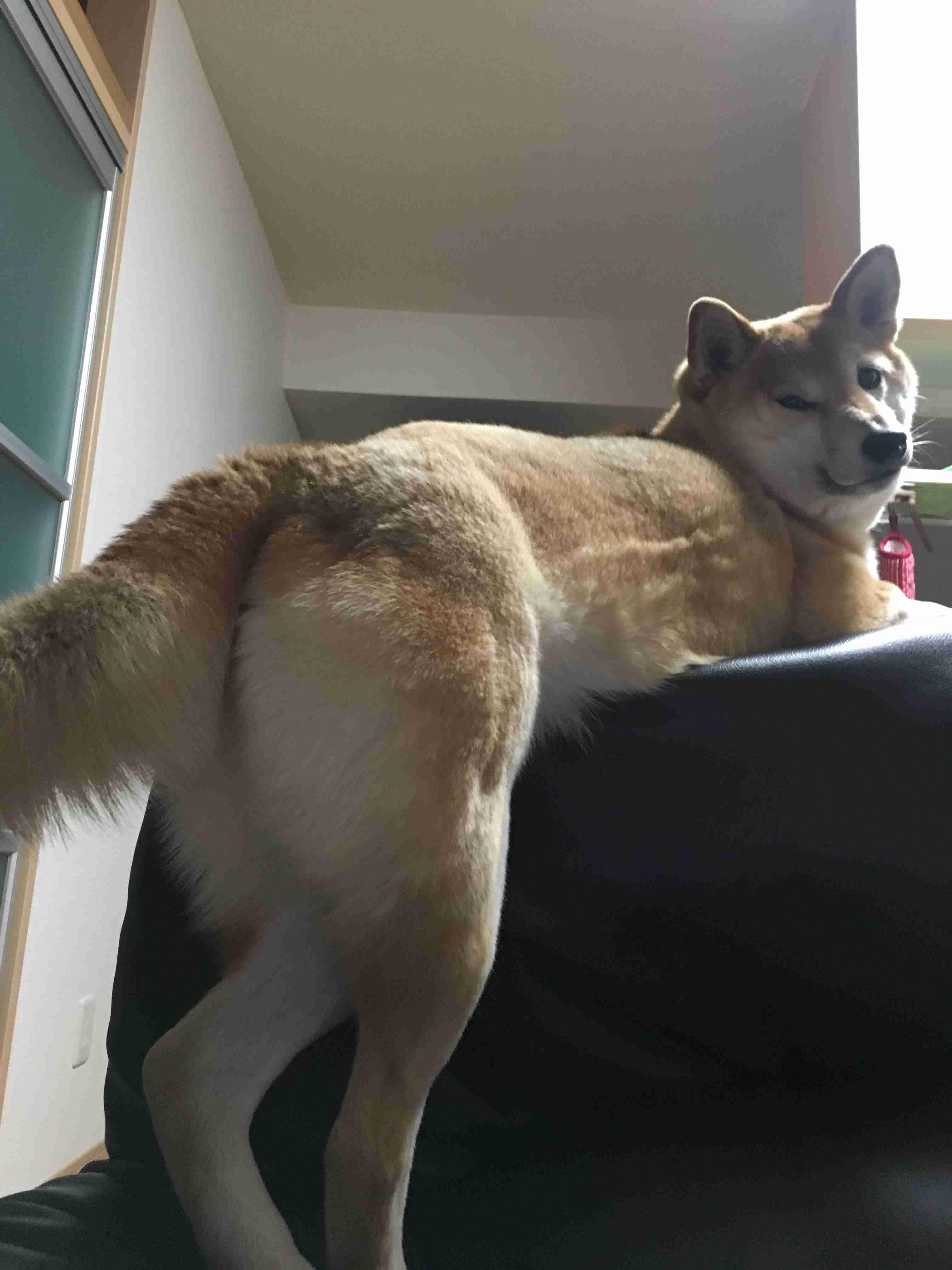 秋田犬と柴犬を交互に貼ろう！