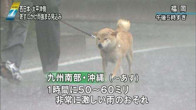 秋田犬と柴犬を交互に貼ろう！