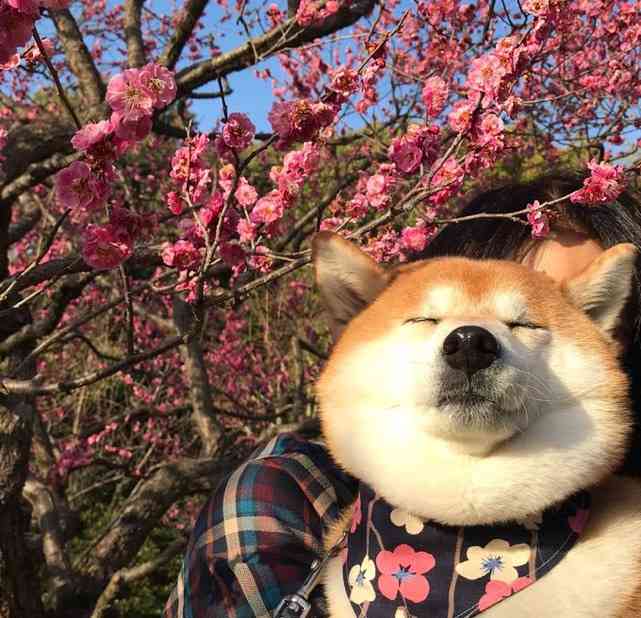 秋田犬と柴犬を交互に貼ろう！