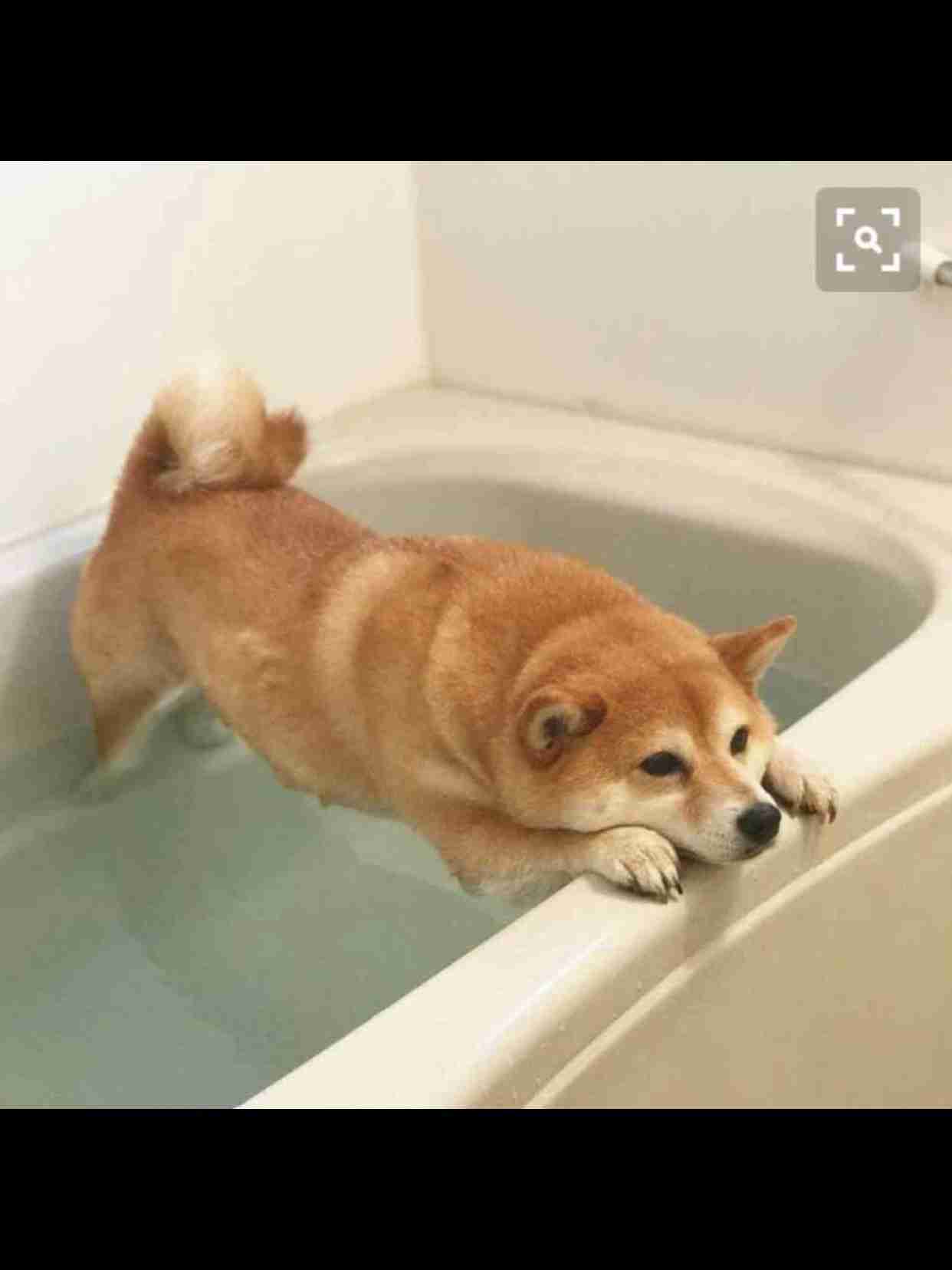 秋田犬と柴犬を交互に貼ろう！