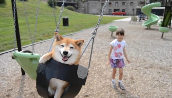 秋田犬と柴犬を交互に貼ろう！